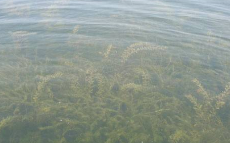 水質生物監(jiān)測