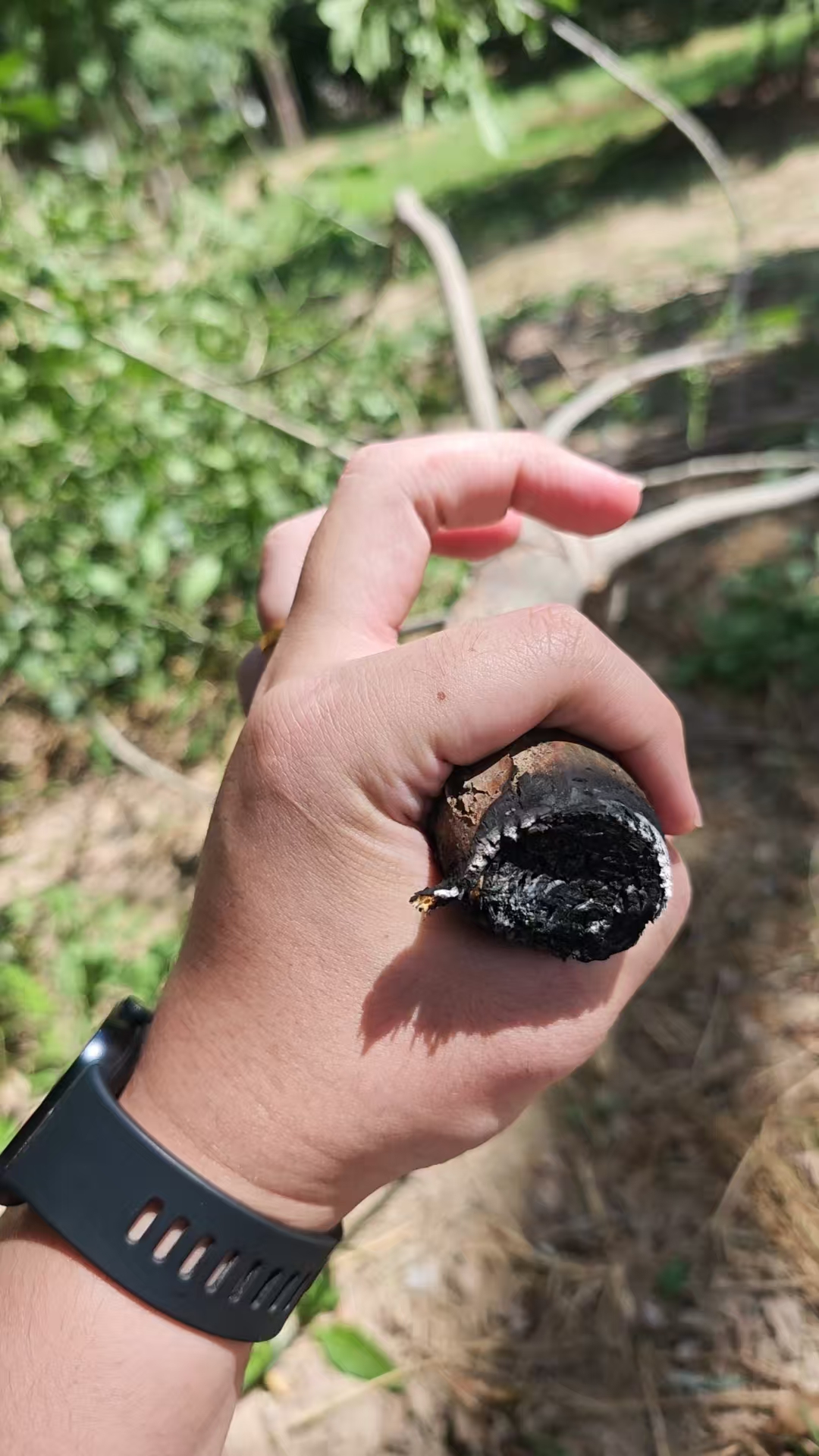 激光清障儀除樹障現(xiàn)場